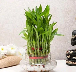 Attractive Two Layer Bamboo Plant